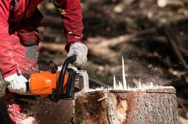 Quality Tree Removal Services in Aloha, OR