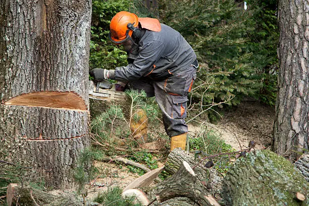 Tree Removal Services in Aloha, OR