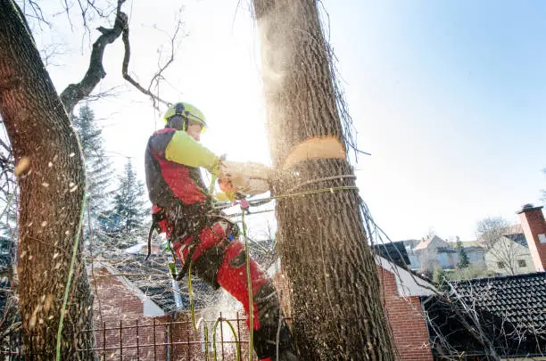 Tree Removal Services in Aloha, OR