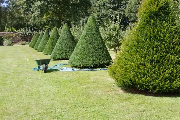 Tree Trimming Services in Aloha, OR